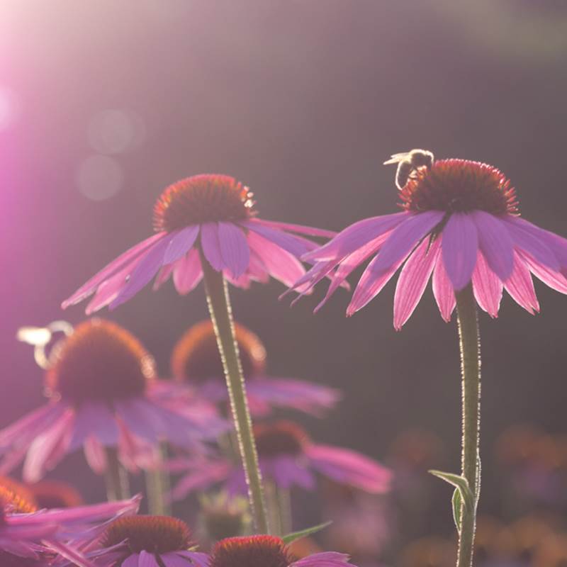 Echinacea 3