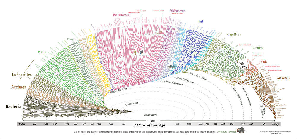 tree-of-life_1000