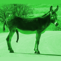 Nazis Suck Green Donkey D